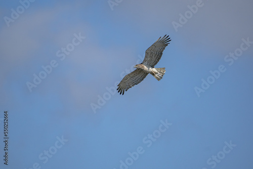 Short-toed Snake Eagle  Circaetus gallicus  flying against blue background