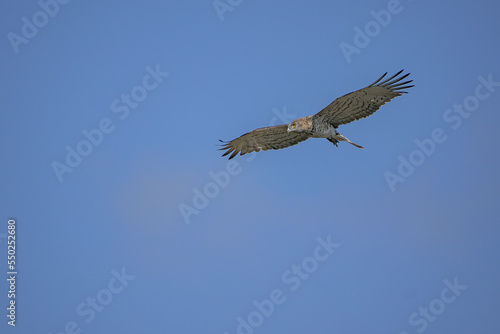 Short-toed Snake Eagle  Circaetus gallicus  flying against blue background