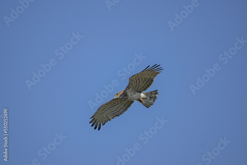 Short-toed Snake Eagle (Circaetus gallicus) flying against blue background