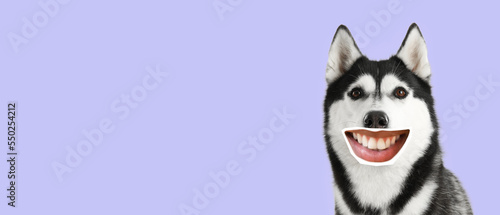 Funny smiling husky with human lips on lilac background with space for text