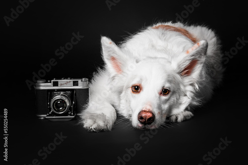 Mixed breed dog on a black background in the studio © OlgaOvcharenko