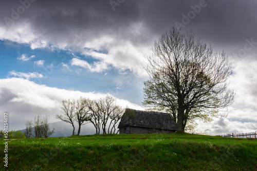 rural landscape in mountains. tree and wooden barn on the hill. nature scenery on a cloudy day