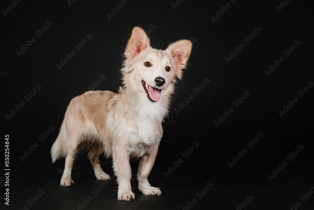 Mixed breed dog on a black background in the studio Mixed breed dog on a black background in the studio