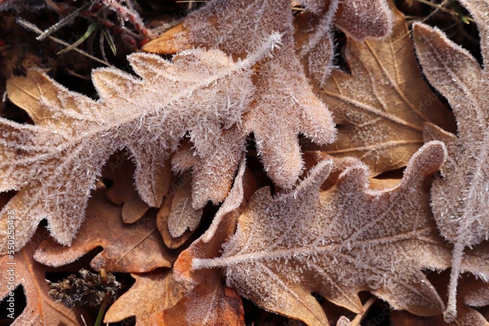 autumn leaves covered with dew