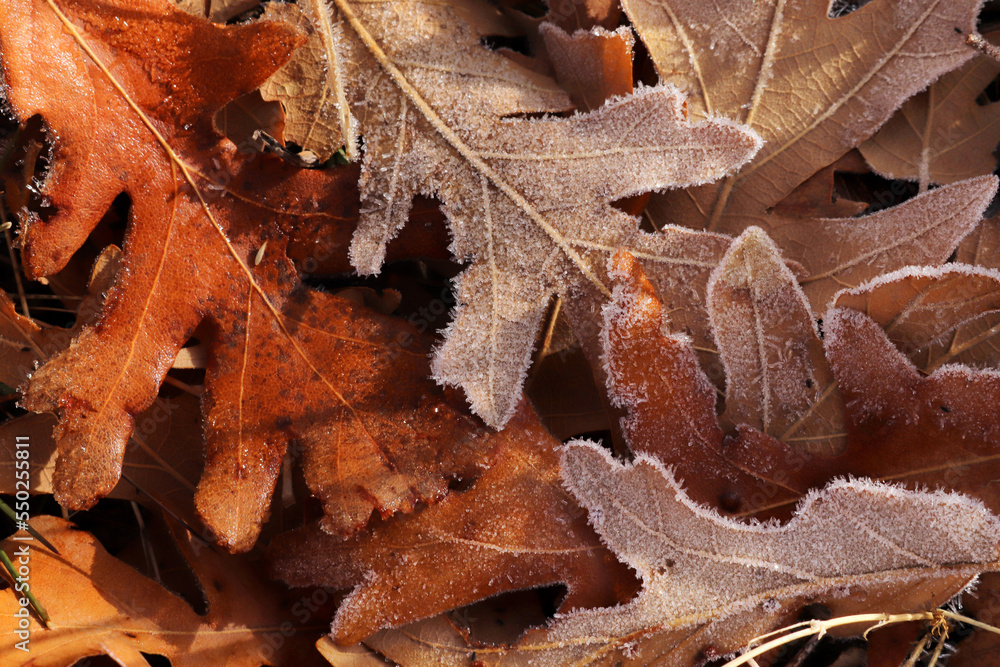 autumn leaves covered with dew autumn leaves covered with dew