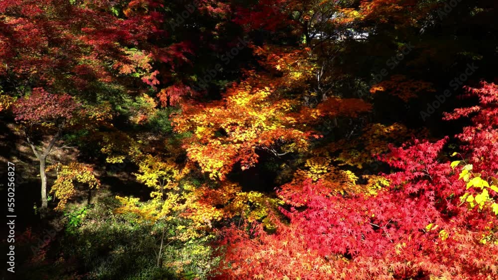 懐古園の紅葉 懐古園の紅葉