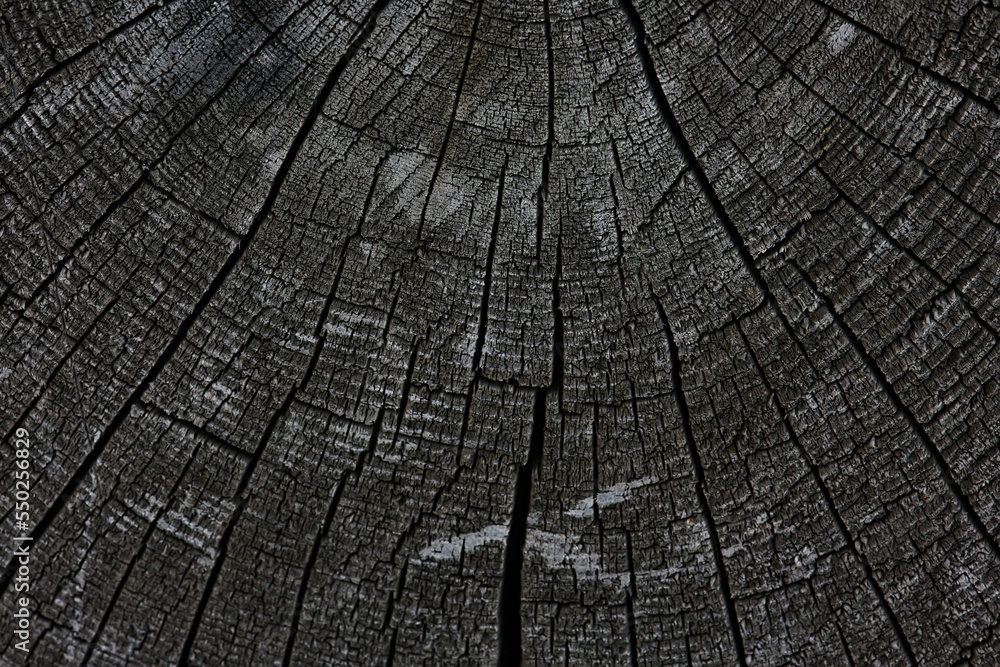 Fototapeta premium background texture old tree rings log round