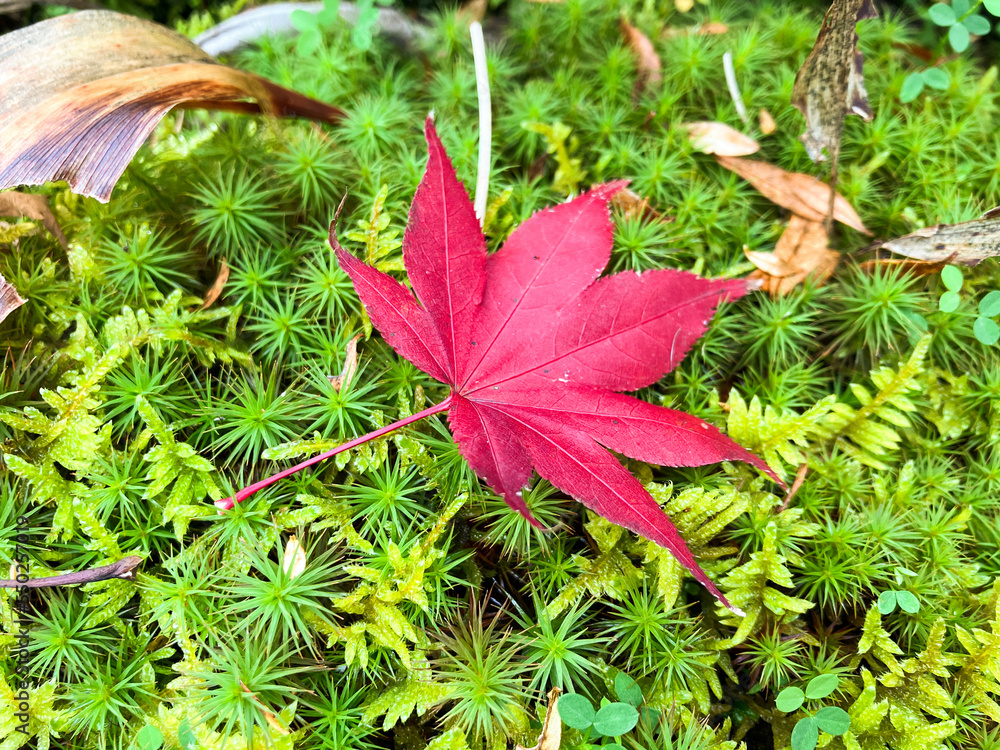 a fallen red maple leaf on the moss 2 a fallen red maple leaf on the moss 2