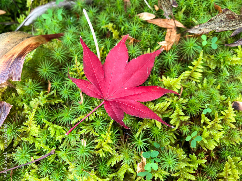 a fallen red maple leaf on the moss a fallen red maple leaf on the moss