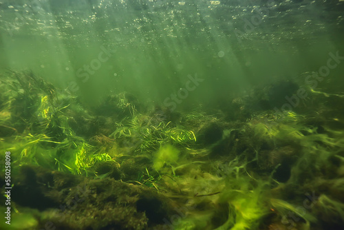 green algae underwater in the river landscape riverscape  ecology nature
