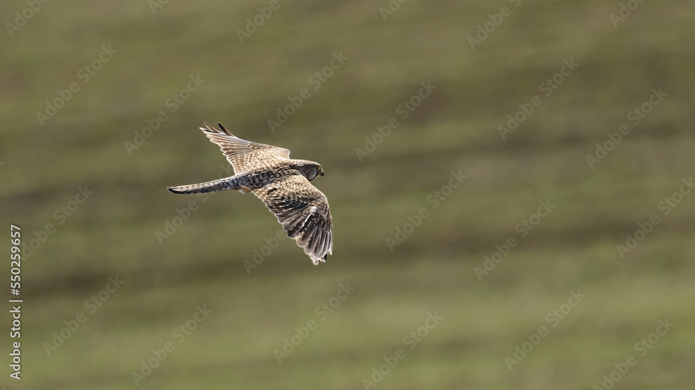 common kestrel in flight over a meadow common kestrel in flight over a meadow