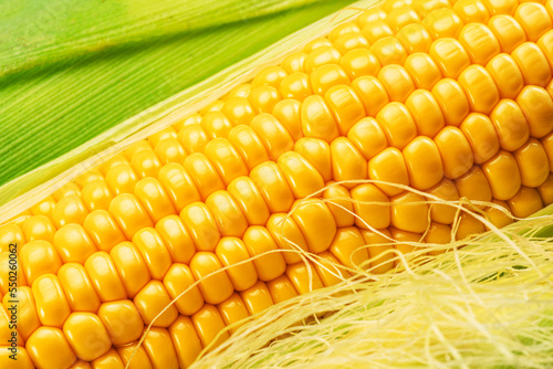Maize cob or corn cob and corn silk close up. Macro shot. photo