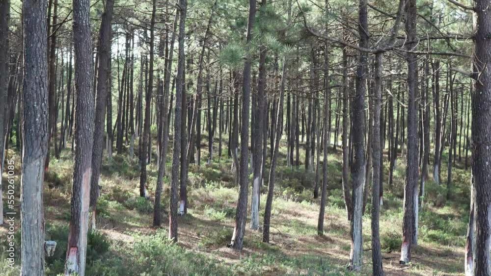 Pine tree forest with sap collectors attached to pine tree trunks Pine tree forest with sap collectors attached to pine tree trunks