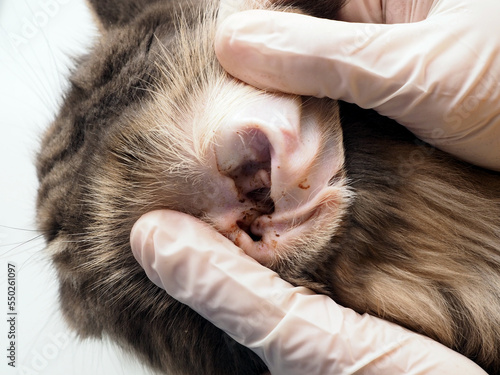 Close-up of a dirty cat's ear. Veterinarian's hands in gloves photo