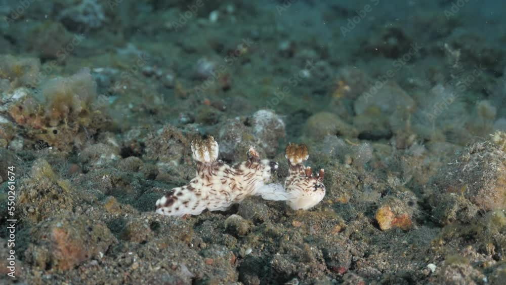 Marine observation of Nudibranch mating on a underwater reef system. Marine science observation Marine observation of Nudibranch mating on a underwater reef system. Marine science observation