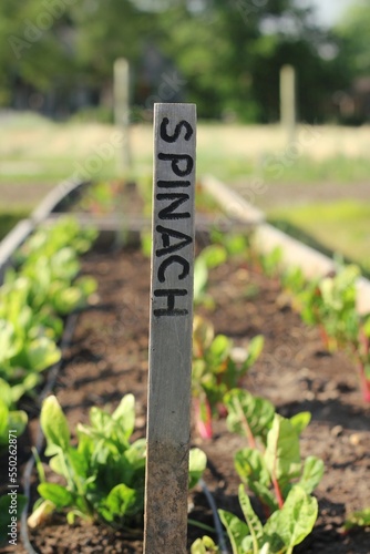 Garden stake for spinach