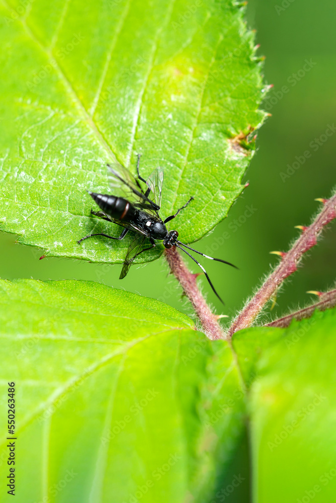 Ichneumonid wasp (Ichneumon Coelichneumon) a parasitic black flying insect, stock photo image Ichneumonid wasp (Ichneumon Coelichneumon) a parasitic black flying insect, stock photo image