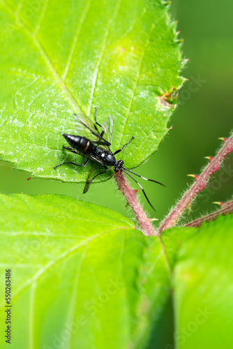 Ichneumonid wasp (Ichneumon Coelichneumon) a parasitic black flying insect, stock photo image