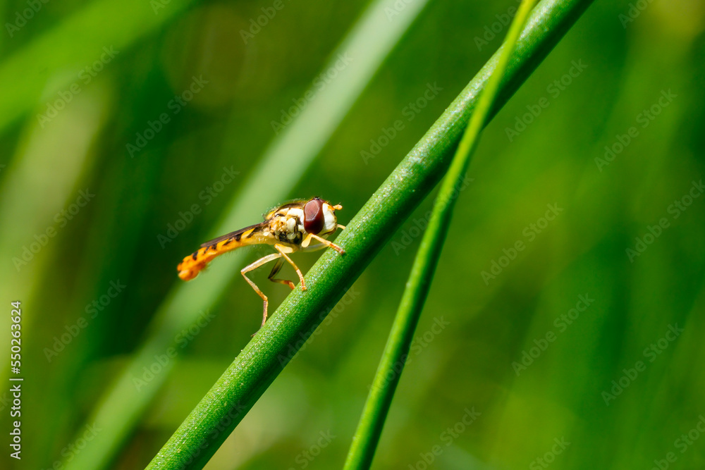 Long hoverfly (Sphaerophoria scripta) male on a grass stem which is a flying insect species found in the UK and also known as common twist-tail, stock photo image with copy space Long hoverfly (Sphaerophoria scripta) male on a grass stem which is a flying insect species found in the UK and also known as common twist-tail, stock photo image with copy space