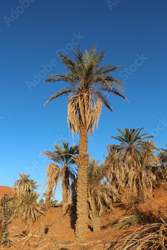 Wallpaper Mural palm trees in the desert Torontodigital.ca
