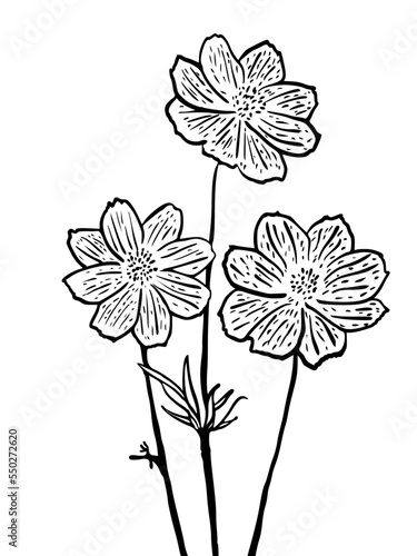 Handdrawn illustration flower for commercial social media nature background promotion event