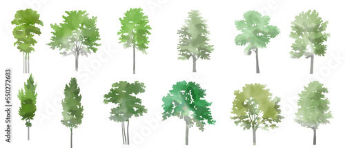 Vector illustration of an architectural tree for landscape design in a watercolor style