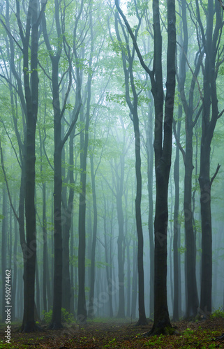 Spring beech forest in White Carpathians, Southern Moravia, Czech Republic