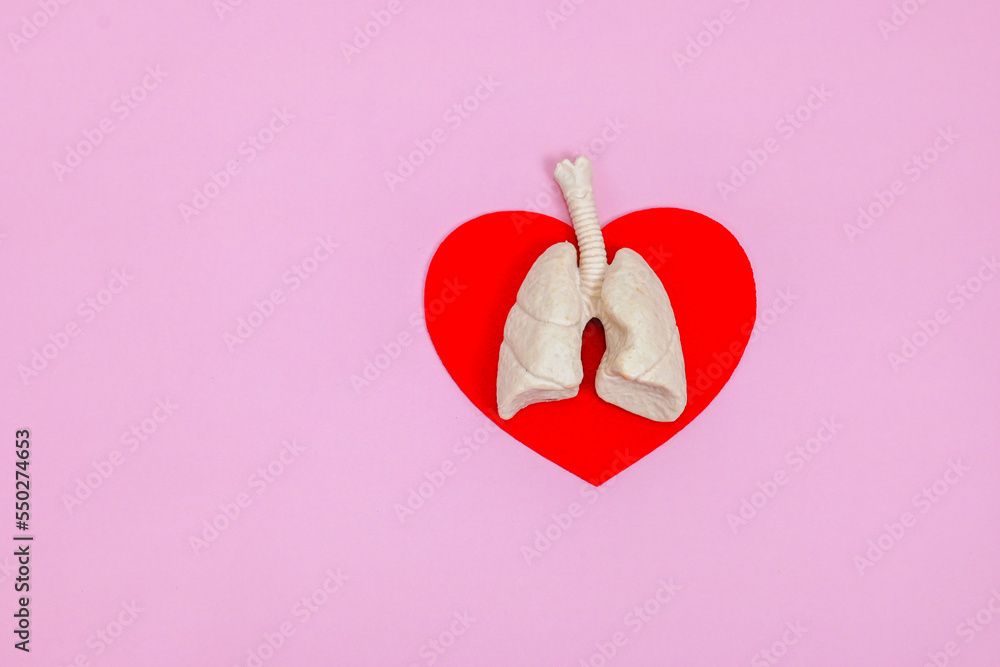 human lung model on heart background, health concern, issue, medical