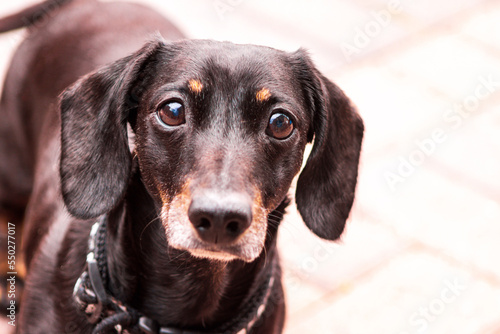 Miniature Dachshund Dog © ANDREW NORRIS