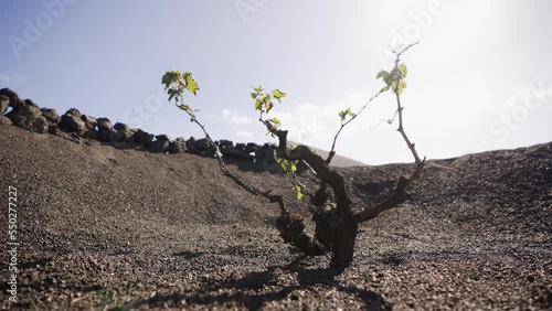Traditinal winegrowing on a volcanic island. Lanzarote island. Spain. photo