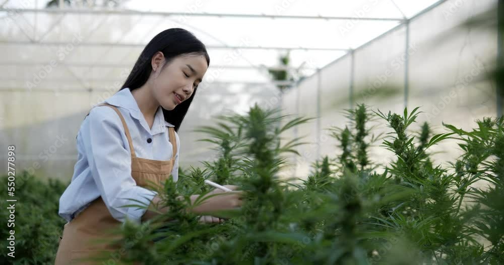 Handheld medium shot, Young woman touching and write on tablet while checking the integrity of the green leaves and flower of Marijuana or Cannabis plants in a grow tent Handheld medium shot, Young woman touching and write on tablet while checking the integrity of the green leaves and flower of Marijuana or Cannabis plants in a grow tent