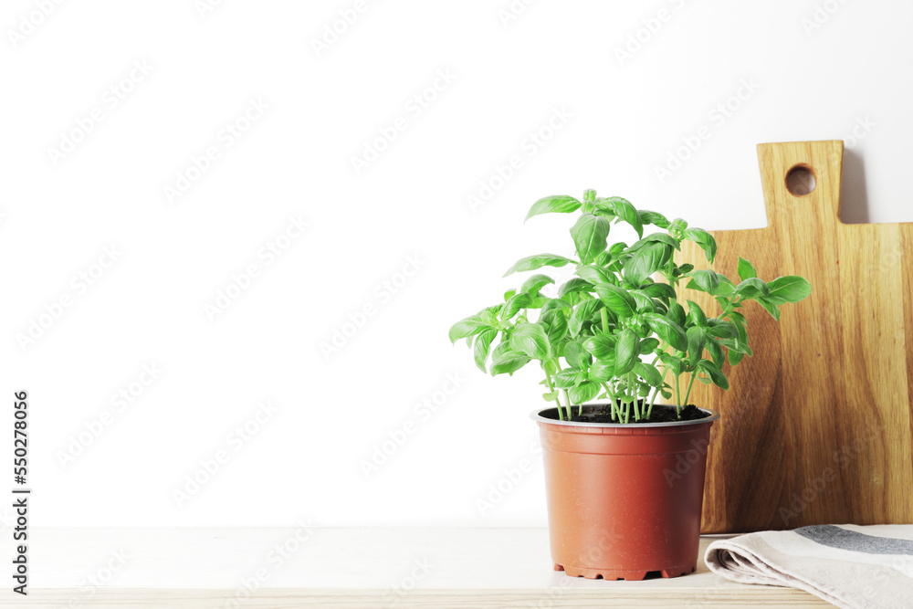 Fototapeta premium Fresh herbs in garden pots on a light background with place for text