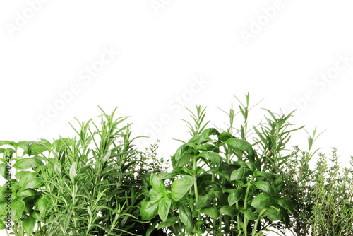 fresh herbs isolated on white background