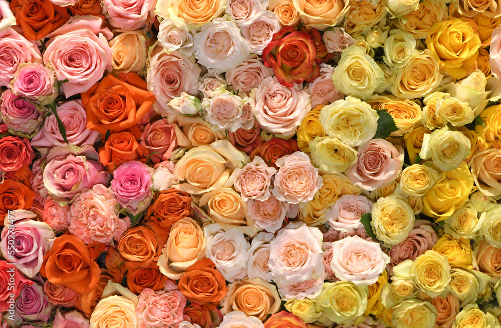 Flowers wall background with amazing red, orange, pink and yellow roses. flower pattern backgrounds. hand made Wedding decoration.
Mixed colorful flowers background. Vibrant colors of roses mixed.  - obrazy, fototapety, plakaty 