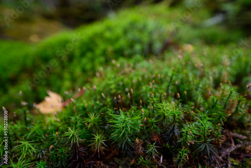 白駒池 苔の森