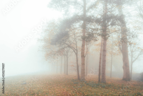 morning in the woods with fog