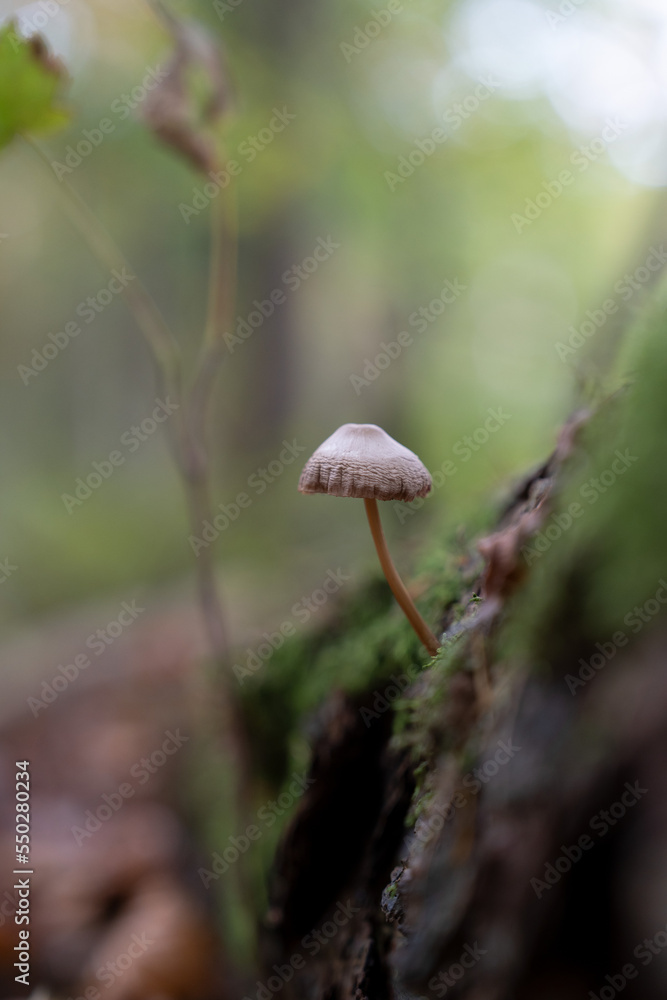 Mushrooms in the autumn forest Mushrooms in the autumn forest