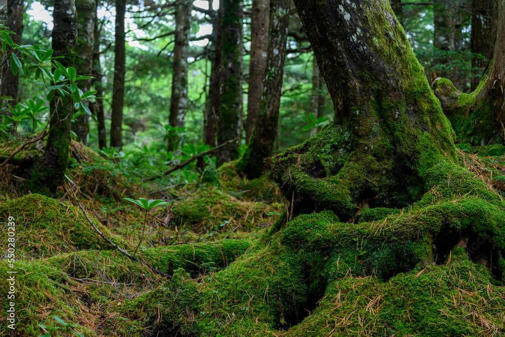 Naklejka premium 白駒池 苔の森