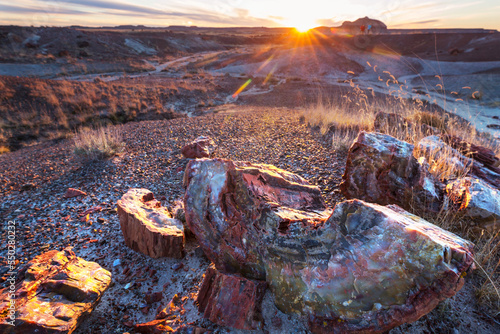 Petrified forest