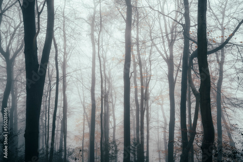 fog in the forest © andreac77