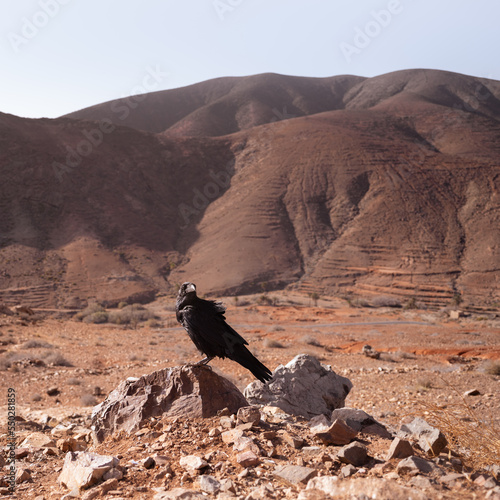 Crow on a rock in Fuerteventura