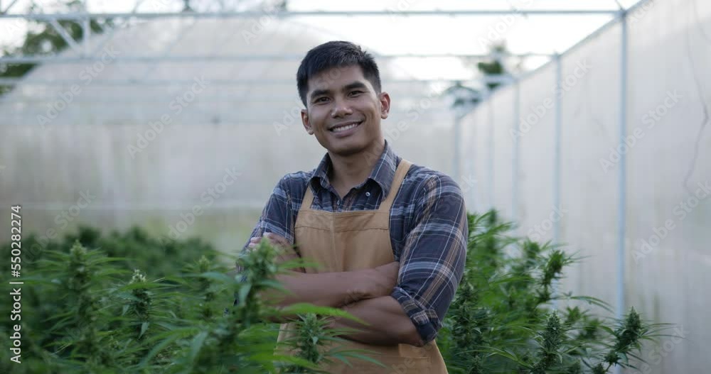 Handheld shot, portrait of young Asian handsome man standing with smile and arms crossed, looking to camera among marijuana or cannabis plants in planting tent. Handheld shot, portrait of young Asian handsome man standing with smile and arms crossed, looking to camera among marijuana or cannabis plants in planting tent.