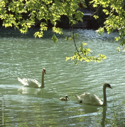 Beautiful shot of 2 adult mute swans and a swanling swimmin on water - Cygnus olor photo