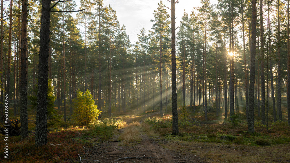 Fototapeta premium Tree forest landscape. Forest therapy and stress relief