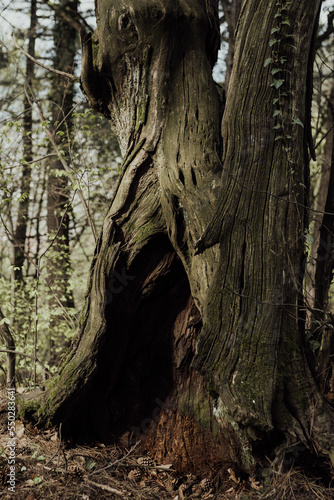orman içindeki gizemli ağaç kovuğu 