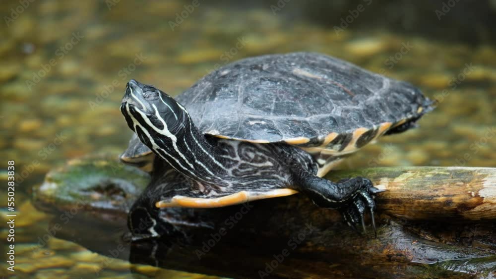 Sleepy Yellow-bellied Slider Turtle (Trachemys scripta scripta) Resting on Wet Log in Shallow Water Opens Eyes Sleepy Yellow-bellied Slider Turtle (Trachemys scripta scripta) Resting on Wet Log in Shallow Water Opens Eyes