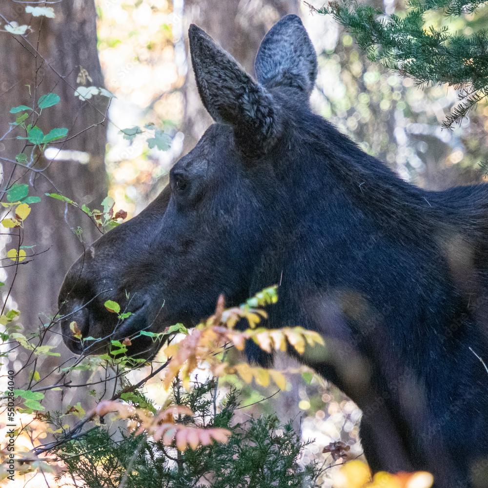 Female moose in the forest at Grand Teton National Park.