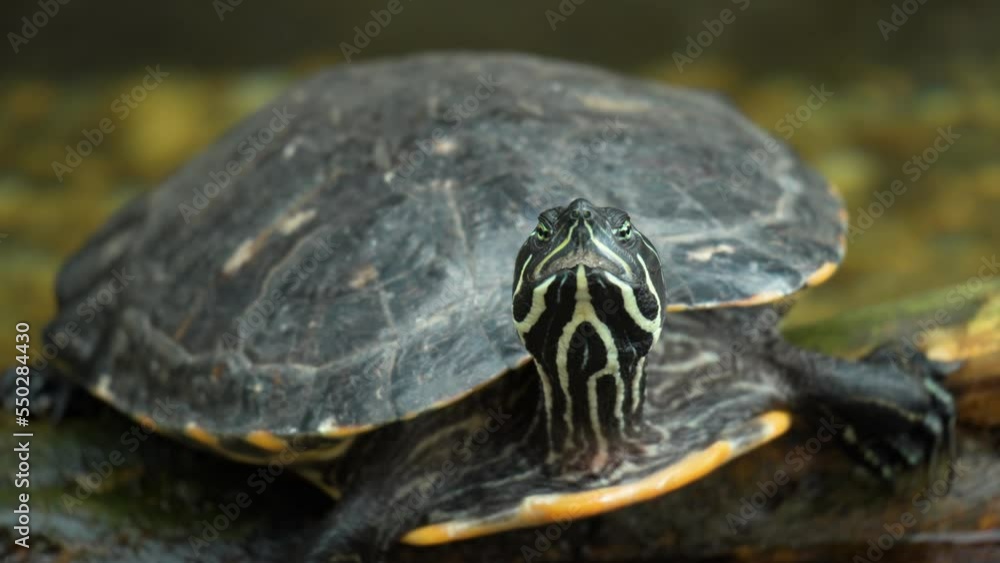 Sleepy Yellow-bellied Slider Turtle (Trachemys scripta scripta) Relaxing on Wet Log Looking At Camera Sleepy Yellow-bellied Slider Turtle (Trachemys scripta scripta) Relaxing on Wet Log Looking At Camera
