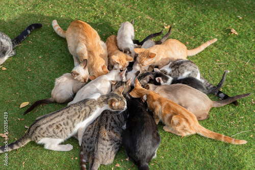 Colony of cats feeding. Feral cats living outdoors. A big group of stray cats eating together. Wild cats forming a circle.
