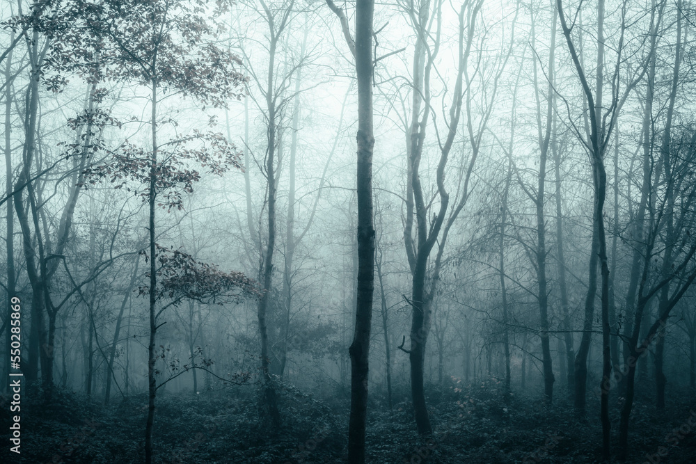misty morning in the forest misty morning in the forest
